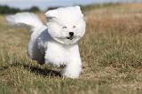 BICHON FRISE 057